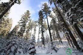 Снега ковром легли