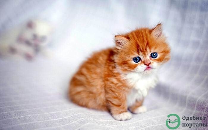 Котенок