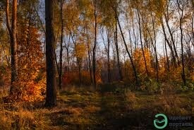 Играют золотом дубравы