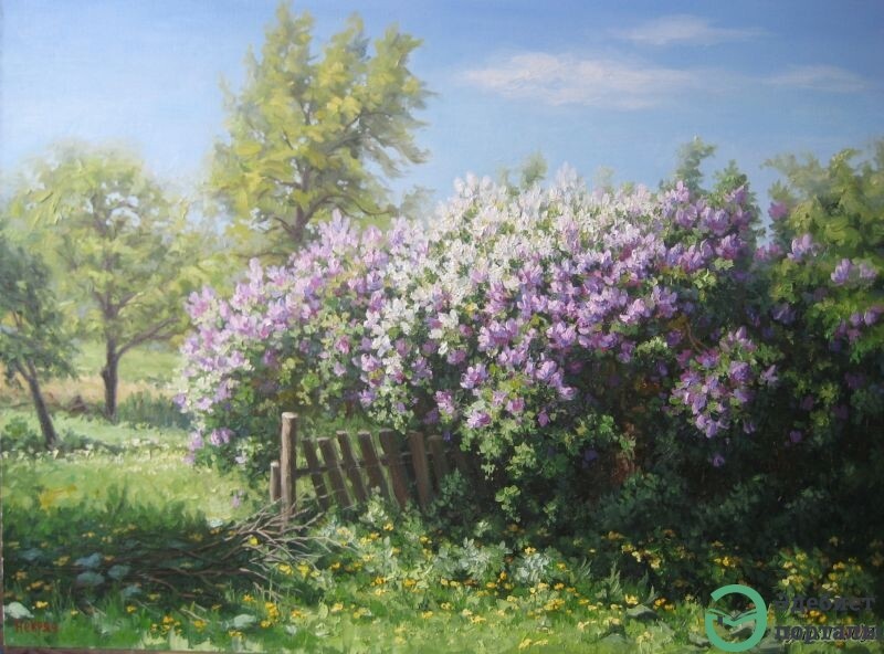 Сиреневый куст