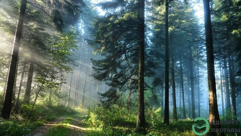 Даже лес и тот у нас не ровен