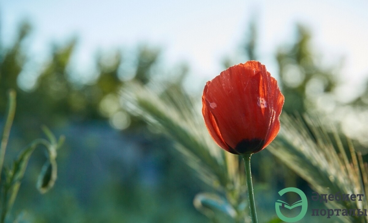 Мұз үстіндегі қызғалдақ (әңгіме) - adebiportal.kz