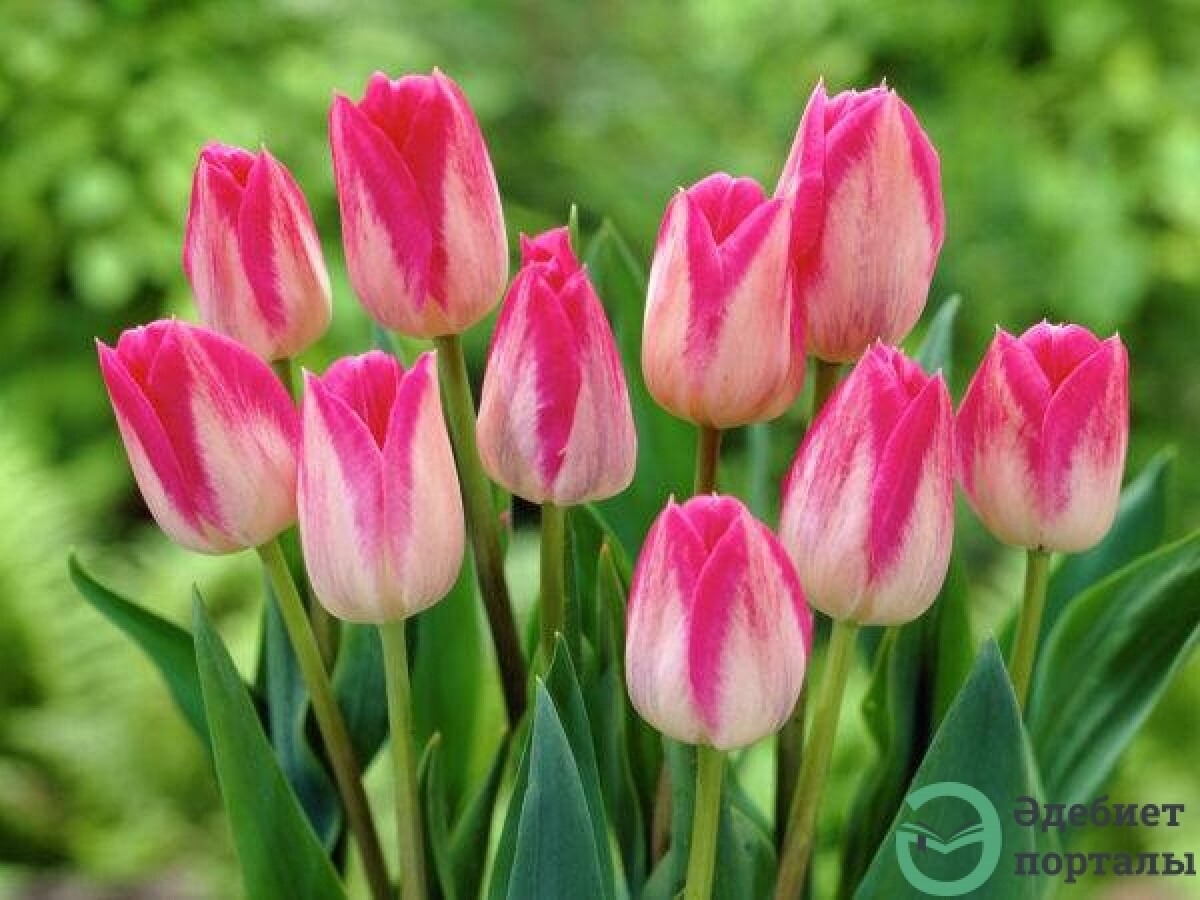 The world will be saved by beauty! - adebiportal.kz