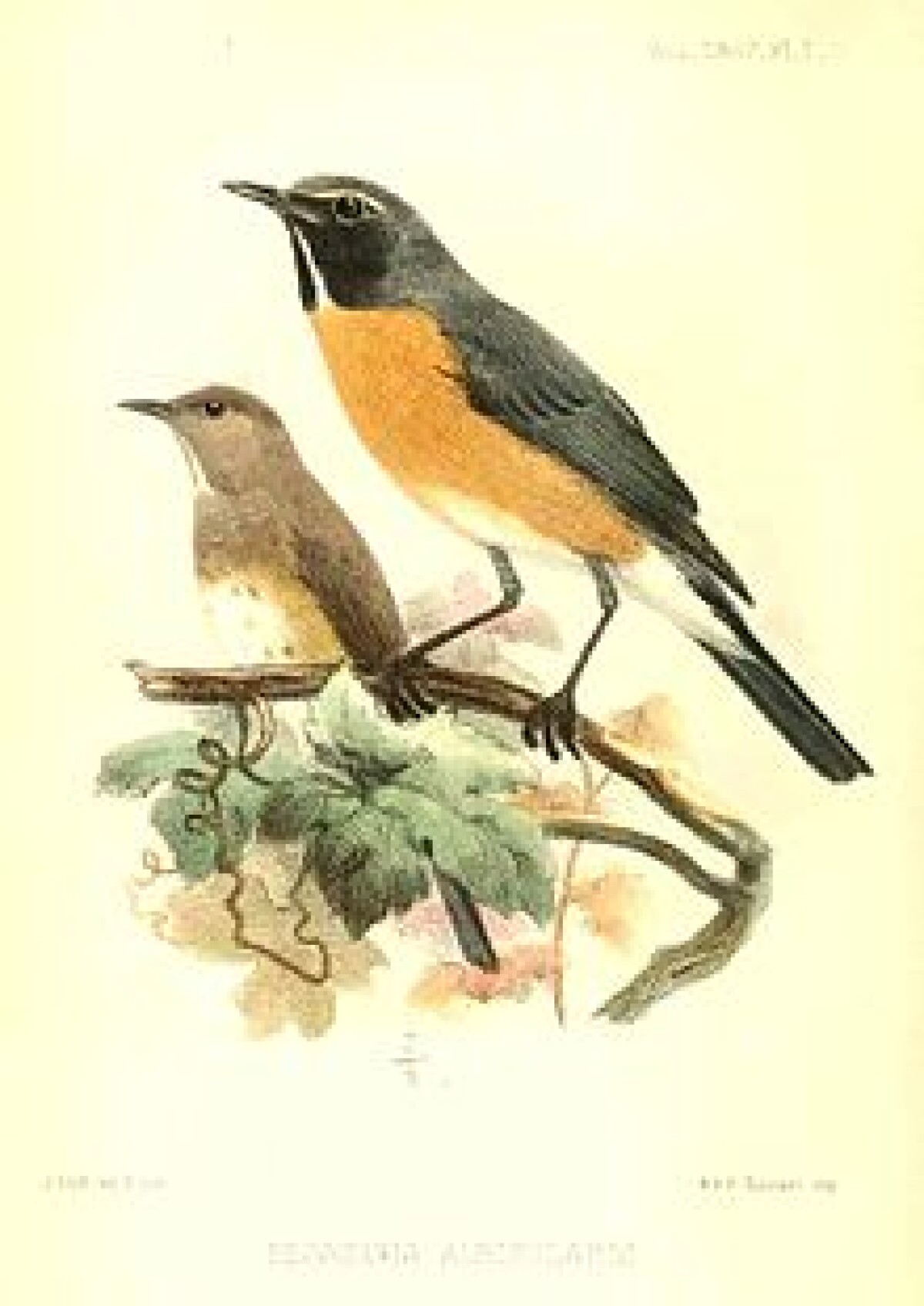 Nightingale imago in the poetry and music of Kazakhstan - adebiportal.kz