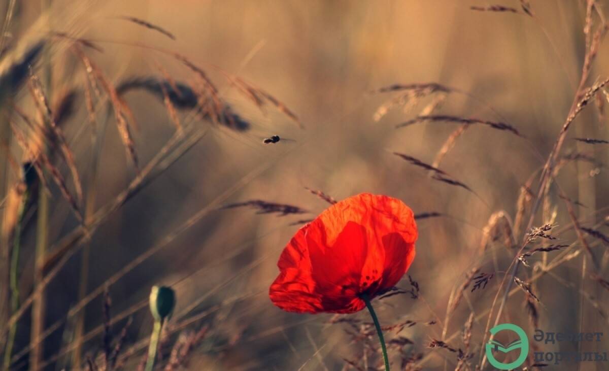 Өлмейтін «Өлім гүлі» - adebiportal.kz