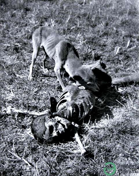 FAMINE OF 1920's and 1930's - фото 4 - adebiportal.kz