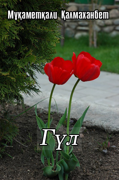 Гүл
