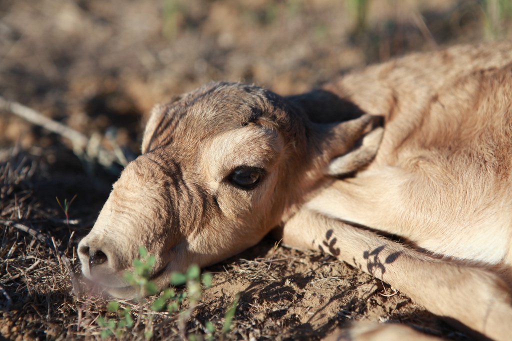 Precaspian calf 2 2013.jpg