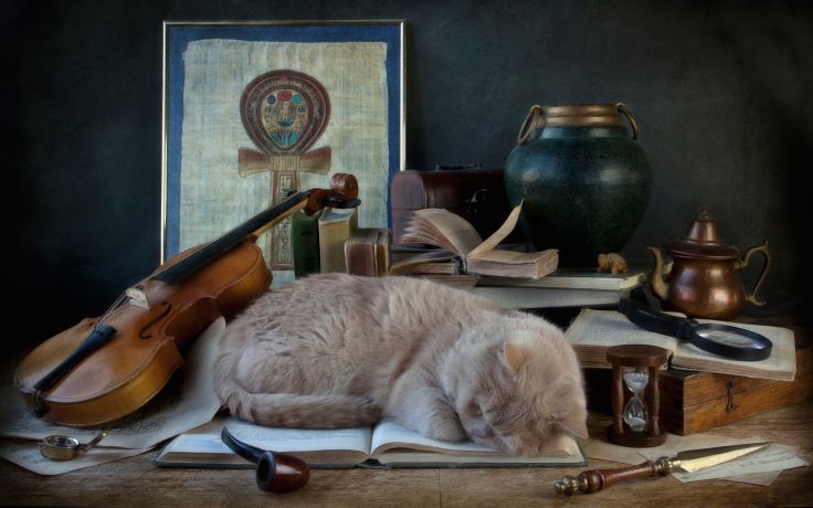cat violin.jpg