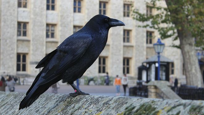 150902104608_raven_london_624x351_thinkstock.jpg